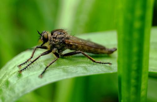 Eutolmus rufibarbis